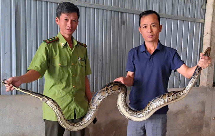 Bắt được trăn quý hiếm trong lúc làm vườn- Ảnh 1.