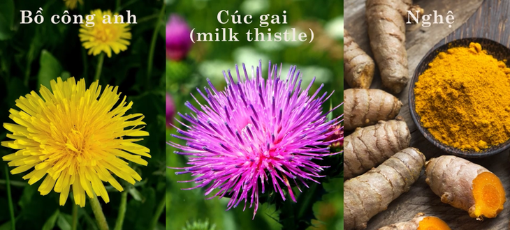 Cúc gai, bồ công anh, nghệ - 3 thảo mộc được gọi tên trong Làn sóng chăm gan khỏe từ tự nhiên- Ảnh 2.