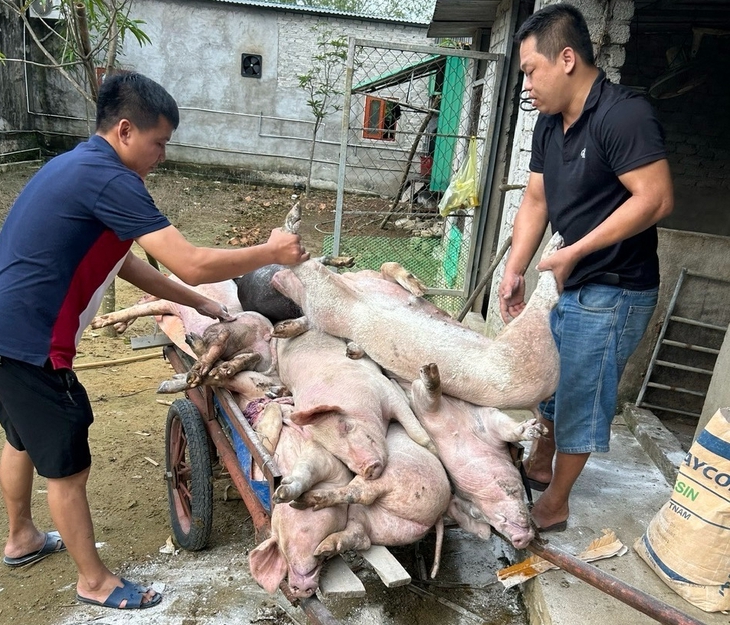 Tiêu hủy gần 5.000 con lợn trong vùng nhiễm dịch tả lợn châu Phi- Ảnh 1. Tiêu hủy gần 5.000 con lợn trong vùng nhiễm dịch tả lợn châu Phi- Ảnh 1.