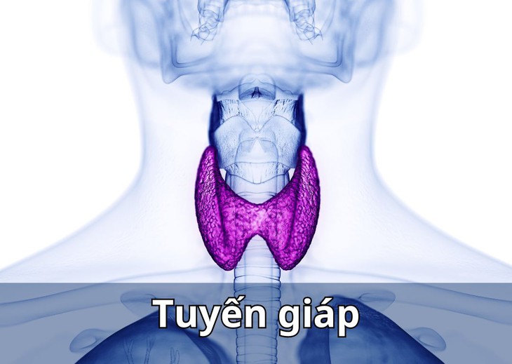 Nên tầm soát tuyến giáp ở những bệnh nhân có các triệu chứng như buồn ngủ ban ngày, mệt mỏi, không chịu được lạnh và tăng cân. Nên tầm soát tuyến giáp ở những bệnh nhân có các triệu chứng như buồn ngủ ban ngày, mệt mỏi, không chịu được lạnh và tăng cân.