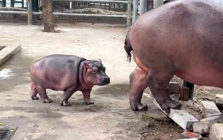 "Hà mã baby" sau 3 tháng đã nặng gần 1 tạ, hút trẻ em đến Vườn thú Hà Nội