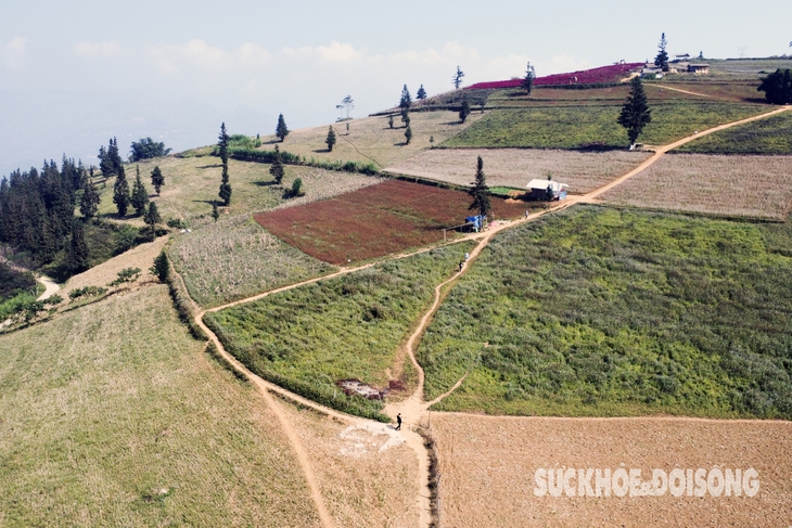 Đắm say vẻ đẹp mùa hoa tam giác mạch ở Suôi Thầu - Hà Giang- Ảnh 1.