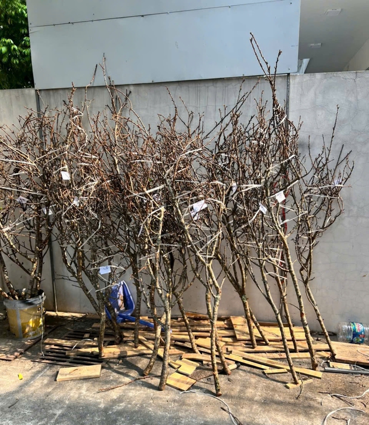Hoa mận Tây Bắc xuống phố sớm, giá bán từ 800.000 đồng/cành nhưng khách mua chậm là hết- Ảnh 1. Hoa mận Tây Bắc xuống phố sớm, giá bán từ 800.000 đồng/cành nhưng khách mua chậm là hết- Ảnh 1.