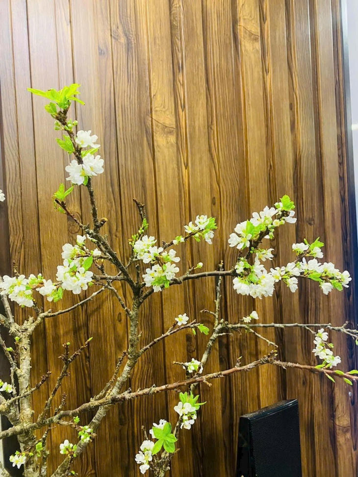 Hoa mận Tây Bắc xuống phố sớm, giá bán từ 800.000 đồng/cành nhưng khách mua chậm là hết- Ảnh 8. Hoa mận Tây Bắc xuống phố sớm, giá bán từ 800.000 đồng/cành nhưng khách mua chậm là hết- Ảnh 8.