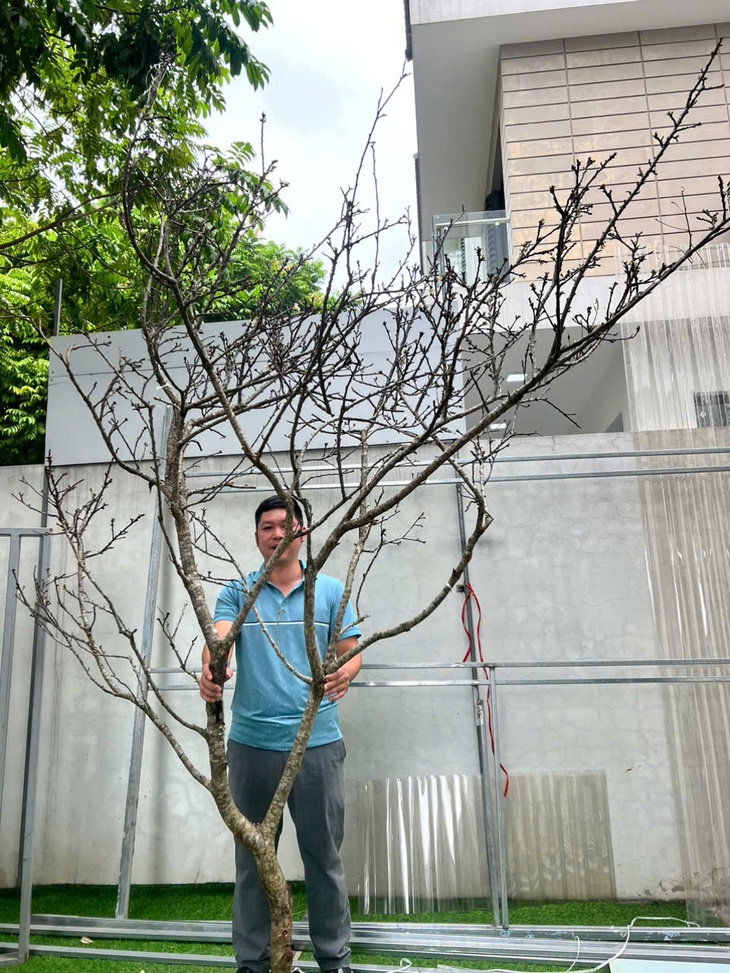 Hoa mận Tây Bắc xuống phố sớm, giá bán từ 800.000 đồng/cành nhưng khách mua chậm là hết- Ảnh 2. Hoa mận Tây Bắc xuống phố sớm, giá bán từ 800.000 đồng/cành nhưng khách mua chậm là hết- Ảnh 2.