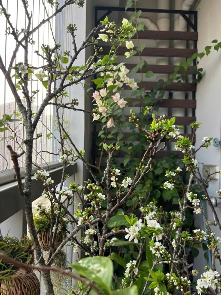 Hoa mận Tây Bắc xuống phố sớm, giá bán từ 800.000 đồng/cành nhưng khách mua chậm là hết- Ảnh 7. Hoa mận Tây Bắc xuống phố sớm, giá bán từ 800.000 đồng/cành nhưng khách mua chậm là hết- Ảnh 7.