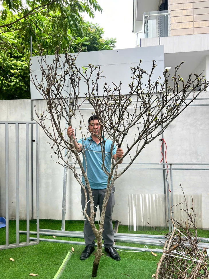 Hoa mận Tây Bắc xuống phố sớm, giá bán từ 800.000 đồng/cành nhưng khách mua chậm là hết- Ảnh 3. Hoa mận Tây Bắc xuống phố sớm, giá bán từ 800.000 đồng/cành nhưng khách mua chậm là hết- Ảnh 3.