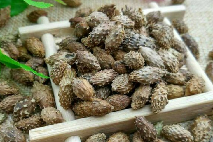 Hai vị thuốc chữa viêm mũi dị ứng tái phát khi gặp lạnh- Ảnh 2. Hai vị thuốc chữa viêm mũi dị ứng tái phát khi gặp lạnh- Ảnh 2.