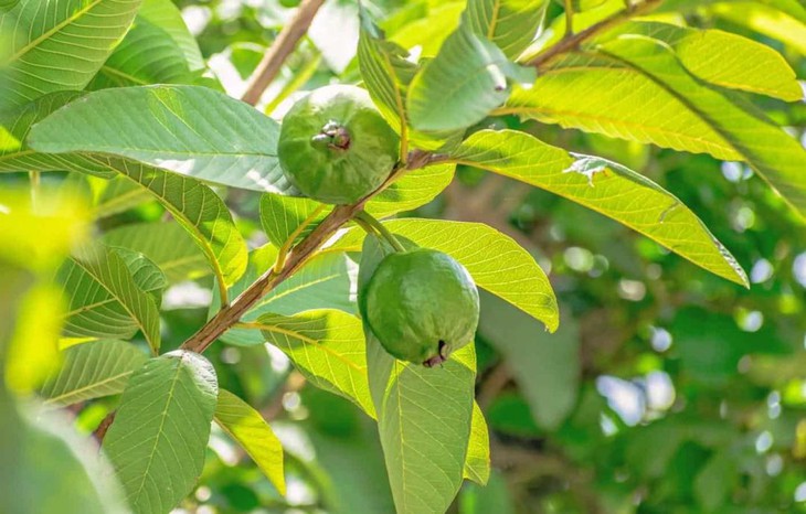 5 lý do nên gội đầu bằng nước lá ổi- Ảnh 1. 5 lý do nên gội đầu bằng nước lá ổi- Ảnh 1.
