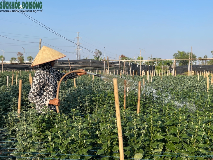 Người dân Tây Tựu 'ăn ngủ cùng hoa' trong mùa vụ lớn nhất năm- Ảnh 1.
