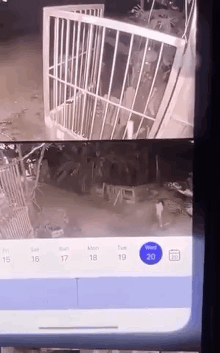 Khởi tố chủ nuôi trong vụ bé gái bị chó cắn tử vong ở Vĩnh Phúc- Ảnh 1. Khởi tố chủ nuôi trong vụ bé gái bị chó cắn tử vong ở Vĩnh Phúc- Ảnh 1.