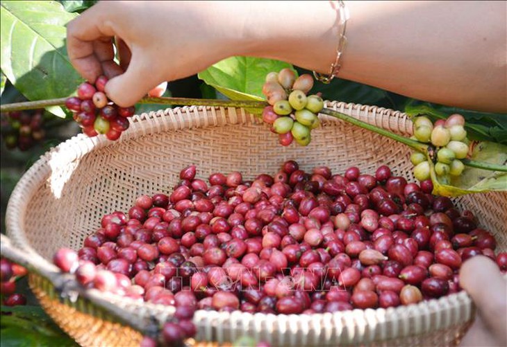 Giá gạo thăng trầm tại hai nước xuất khẩu hàng đầu thế giới- Ảnh 3. Giá gạo thăng trầm tại hai nước xuất khẩu hàng đầu thế giới- Ảnh 3.