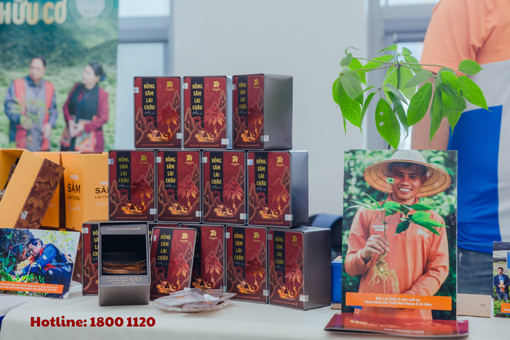 Chuyển giao khoa học ra mắt Hồng sâm Lai Châu - hồng sâm Việt Nam đầu tiên- Ảnh 3.