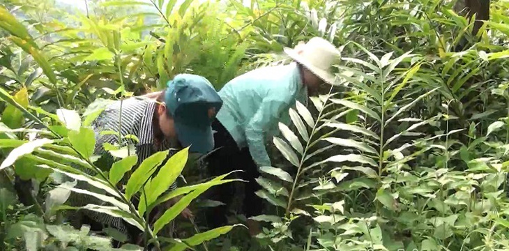 Điện Biên: Mở rộng và phát triển gần 2.200 ha cây dược liệu có giá trị kinh tế cao- Ảnh 1. Điện Biên: Mở rộng và phát triển gần 2.200 ha cây dược liệu có giá trị kinh tế cao- Ảnh 1.