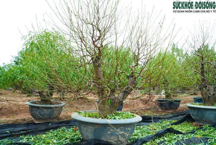 Người dân làng đào tất bật tuốt lá, dưỡng nụ chuẩn bị đón Tết Nguyên Đán- Ảnh 1.