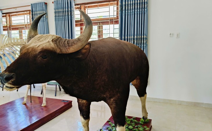 Sau khi tạo ra đàn bò tót lai, con bò tót rừng quý hiếm hiện ra sao?- Ảnh 1. Sau khi tạo ra đàn bò tót lai, con bò tót rừng quý hiếm hiện ra sao?- Ảnh 1.