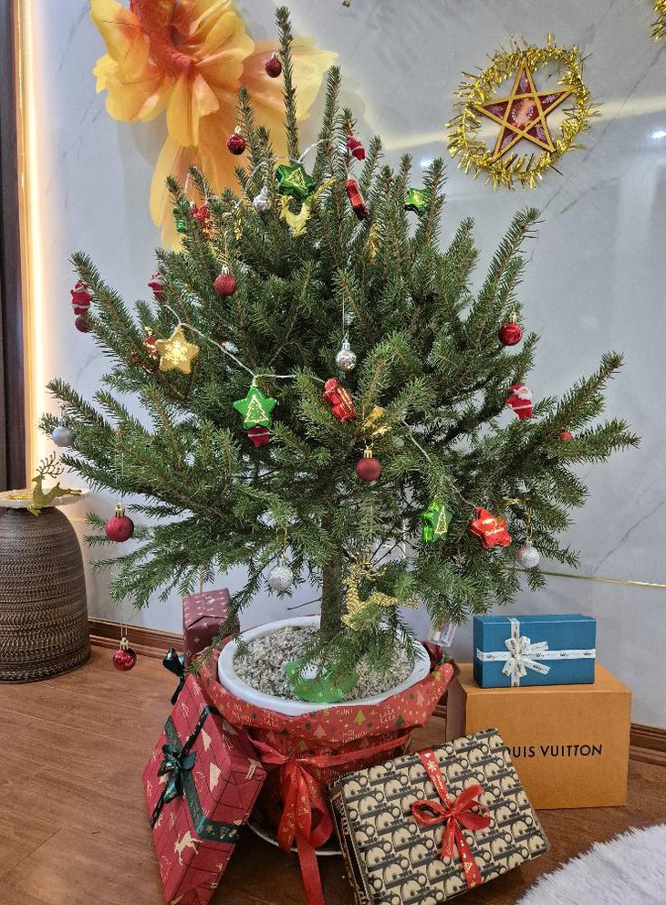 Thông tươi nhập khẩu 'loạn giá' trước mùa Noel- Ảnh 4.