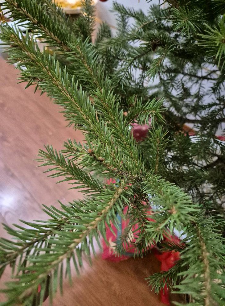 Thông tươi nhập khẩu 'loạn giá' trước mùa Noel- Ảnh 5.