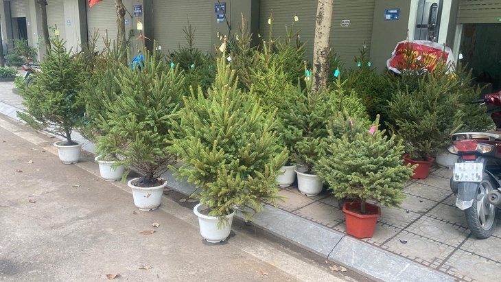 Thông tươi nhập khẩu 'loạn giá' trước mùa Noel- Ảnh 1.