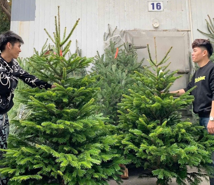 Thông tươi nhập khẩu 'loạn giá' trước mùa Noel- Ảnh 2.