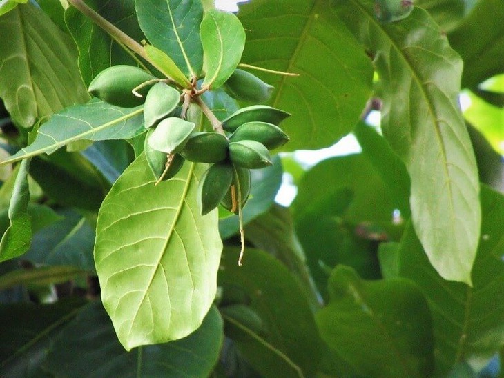 Uống nước lá bàng có tác dụng gì?- Ảnh 1. Uống nước lá bàng có tác dụng gì?- Ảnh 1.
