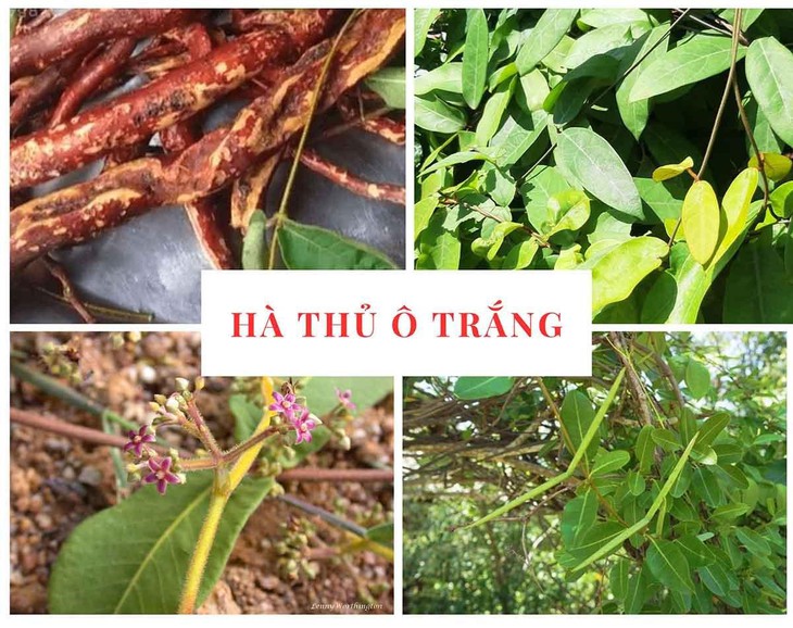 Hà thủ ô đỏ và trắng khác nhau thế nào? Cách phân biệt chi tiết, tránh nhầm lẫn- Ảnh 2.