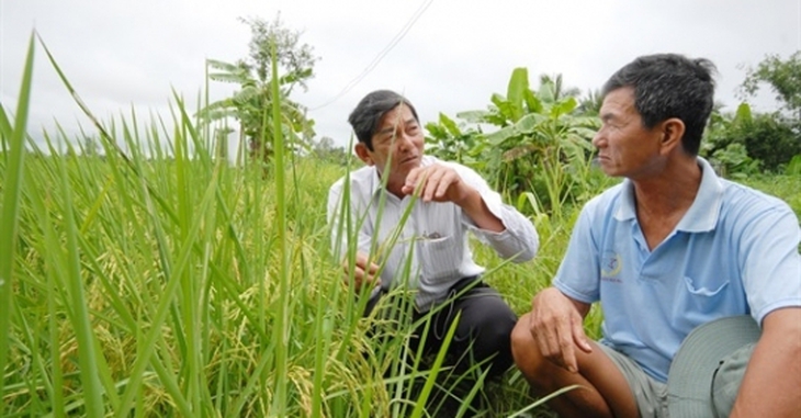 Nên chọn loại gạo nào để xây dựng thương hiệu gạo quốc gia?- Ảnh 2. Nên chọn loại gạo nào để xây dựng thương hiệu gạo quốc gia?- Ảnh 2.