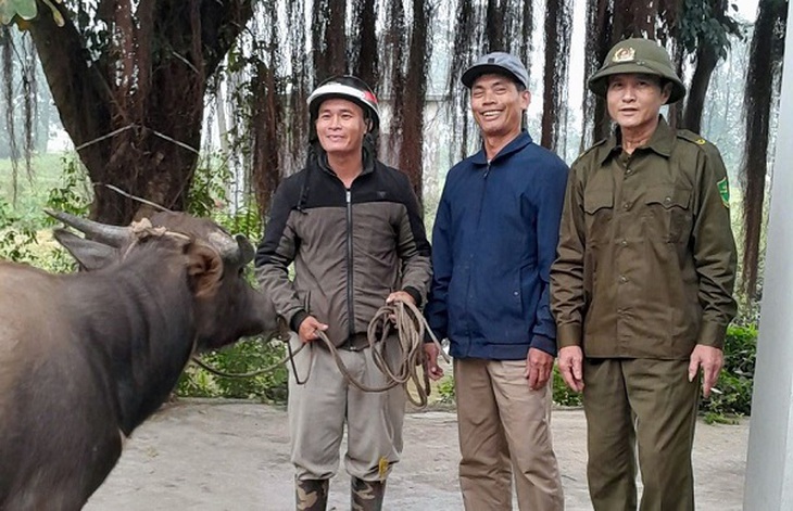 Công an xã bàn giao trâu đi lạc cho người dân- Ảnh 1.