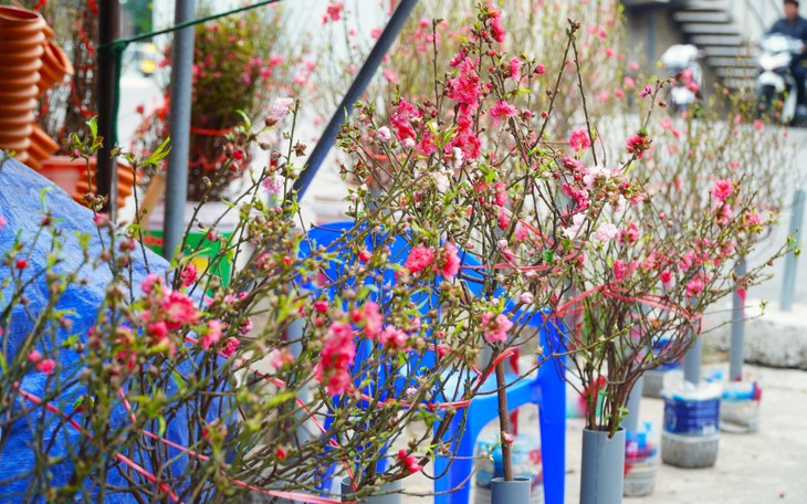 Đào, quất xuống phố hút người Hà Nội chơi hoa Tết sớm