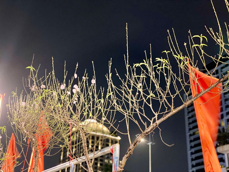 Thi trường Tết 2025: Chưa đến Tết đào, quất thi nhau xuống phố sớm phục vụ khách hàng- Ảnh 1. Thi trường Tết 2025: Chưa đến Tết đào, quất thi nhau xuống phố sớm phục vụ khách hàng- Ảnh 1.