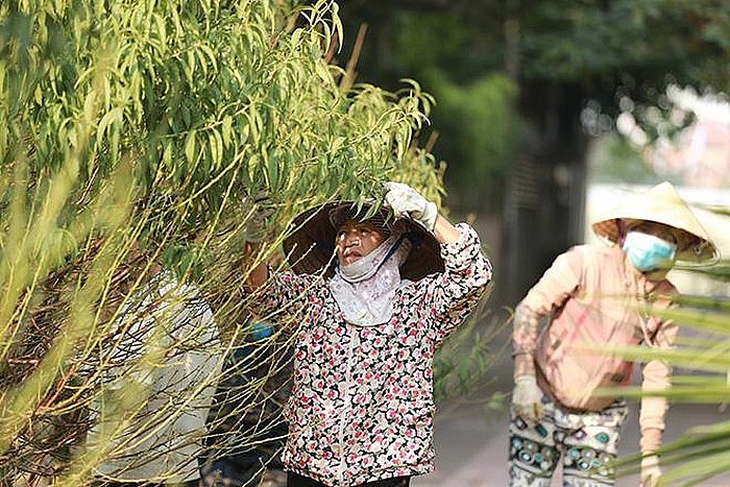 Bão Yagi tàn phá, hoa Tết năm nay sẽ khan hiếm thế nào?- Ảnh 2.