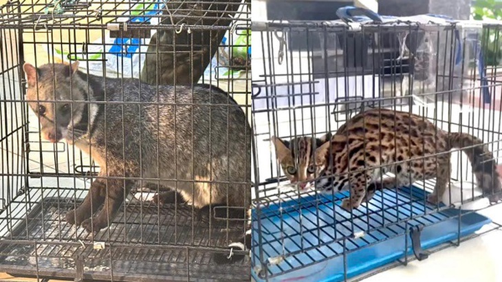 Sơn La: Bắt giữ đối tượng buôn bán động vật quý hiếm- Ảnh 2. Sơn La: Bắt giữ đối tượng buôn bán động vật quý hiếm- Ảnh 2.