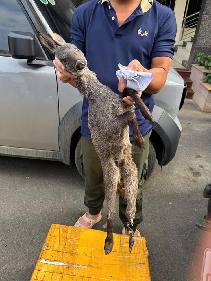 Sơn La: Bắt giữ đối tượng buôn bán động vật quý hiếm- Ảnh 1. Sơn La: Bắt giữ đối tượng buôn bán động vật quý hiếm- Ảnh 1.