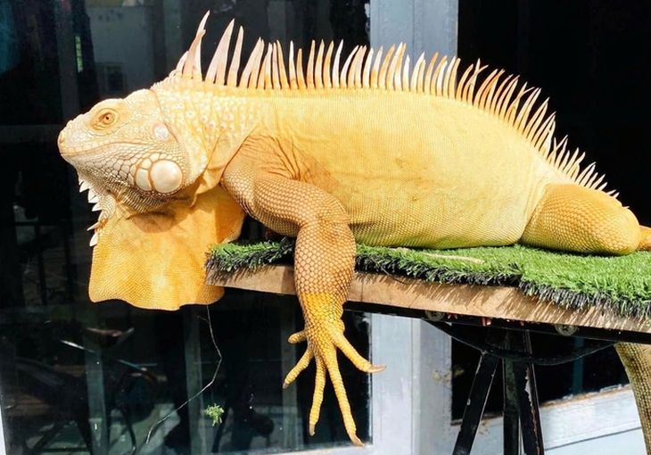 Nuôi động vật hoang dã ngoại lai làm thú cưng có gây hại gì không?- Ảnh 3.