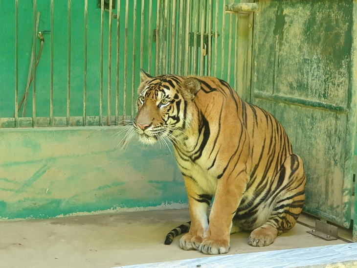 Làm hàng rào 4,5 tỷ đồng bảo vệ 'ông ba mươi'- Ảnh 2. Làm hàng rào 4,5 tỷ đồng bảo vệ 'ông ba mươi'- Ảnh 2.