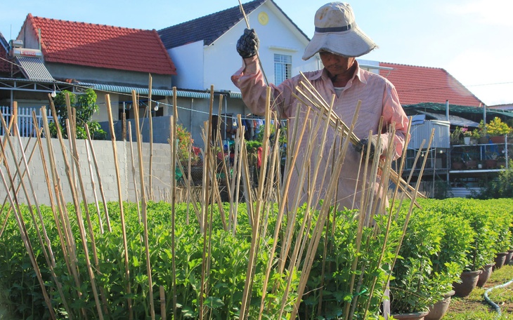 Vựa hoa cúc ở Nam Trung Bộ "chờ" Tết