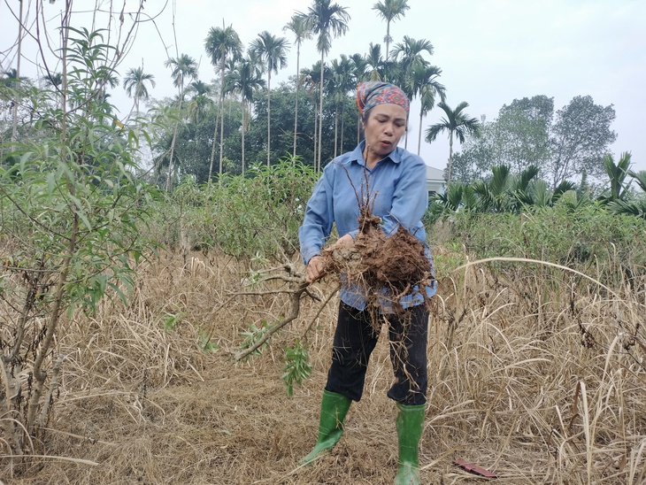 Người dân trồng đào Yên Bái lo mất Tết- Ảnh 3.