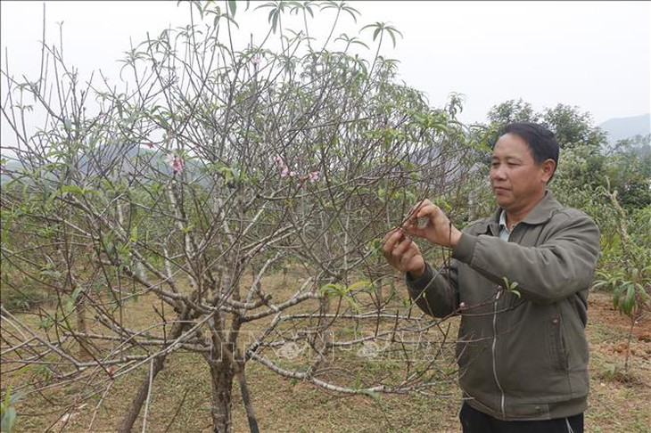 Tất bật 'thay áo mới' cho đào nở hoa đúng dịp Tết- Ảnh 1.