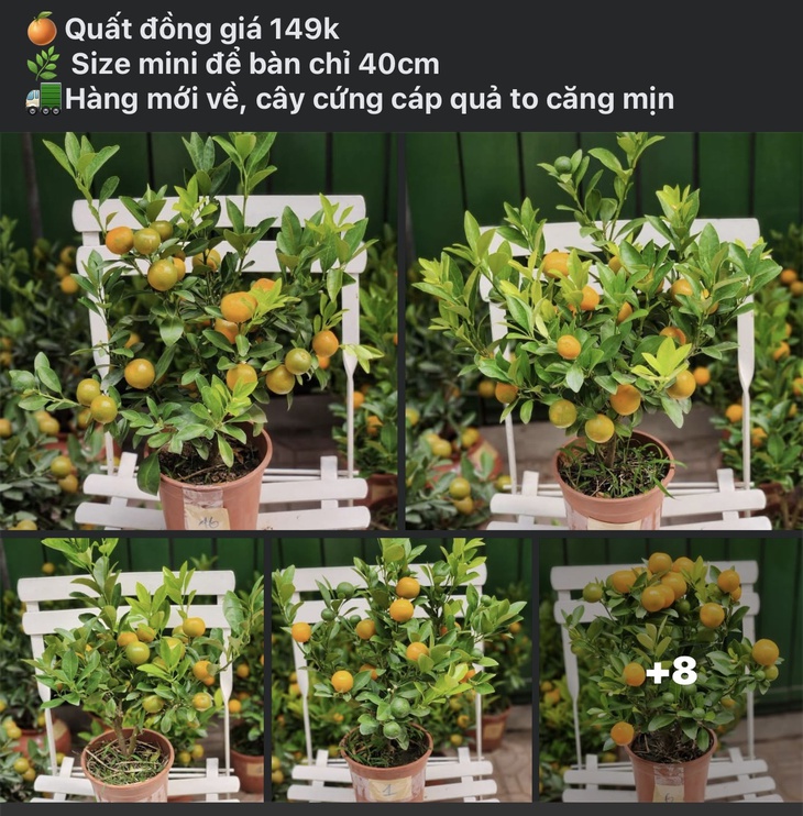 Quất mini giá phải chăng được ưa chuộng dịp Tết 2025- Ảnh 2. Quất mini giá phải chăng được ưa chuộng dịp Tết 2025- Ảnh 2.