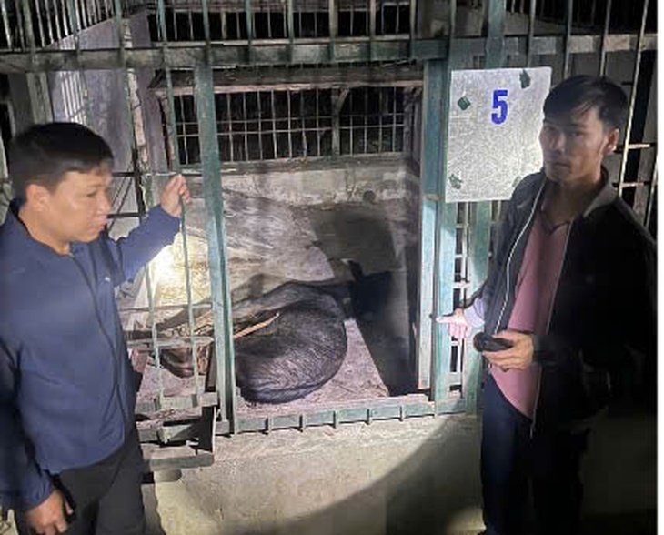 Phát hiện trai bản chở sơn dương quý hiếm còn sống đi tiêu thụ- Ảnh 2.