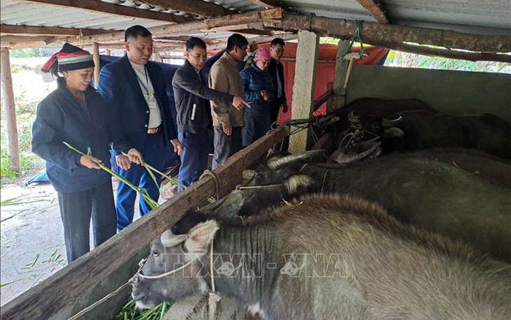 Chủ động phòng chống rét cho gia súc, vật nuôi