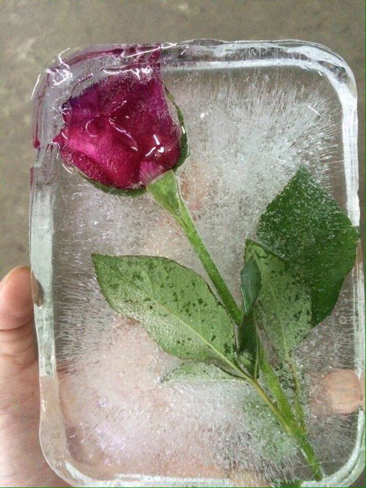 'Chết cười' với những hình ảnh hài hước ngày Valentine 14/2- Ảnh 5.