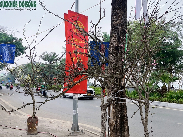 Hoa lê rừng 'xuống phố' phục vụ người Hà Nội sau Tết Nguyên đán- Ảnh 1. Hoa lê rừng 'xuống phố' phục vụ người Hà Nội sau Tết Nguyên đán- Ảnh 1.