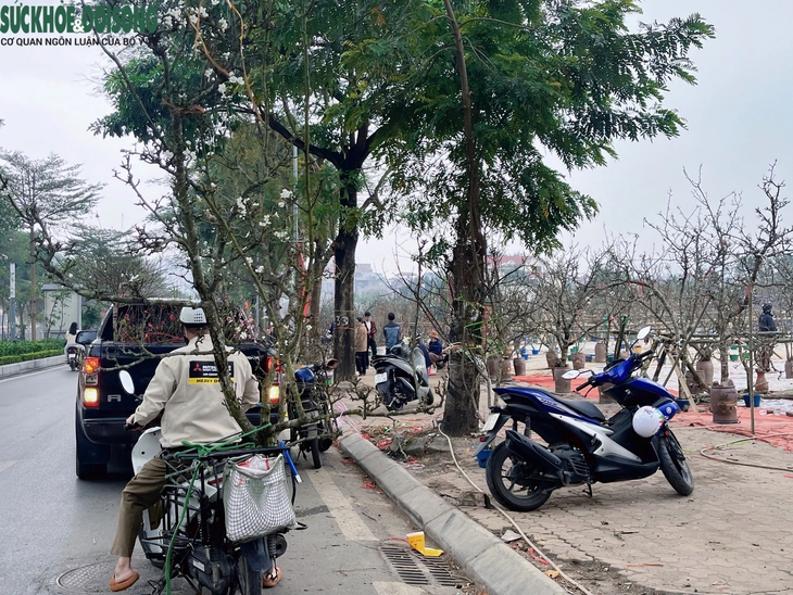 Hoa lê rừng 'xuống phố' phục vụ người Hà Nội sau Tết Nguyên đán- Ảnh 3. Hoa lê rừng 'xuống phố' phục vụ người Hà Nội sau Tết Nguyên đán- Ảnh 3.