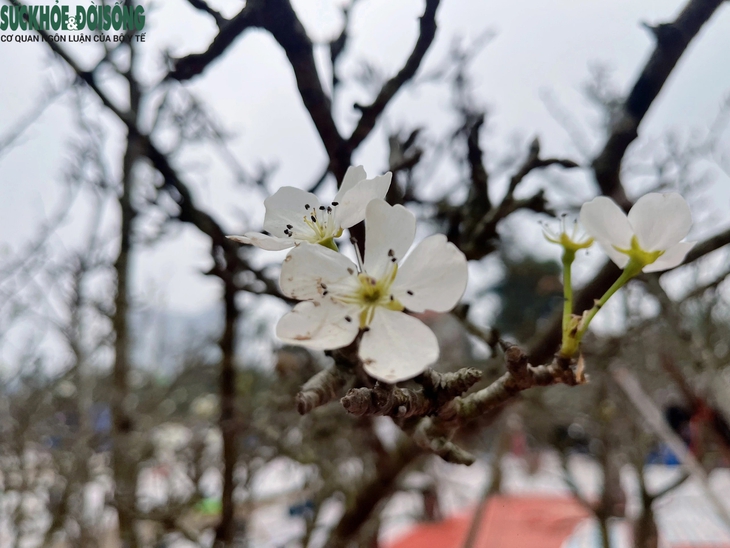 Hoa lê rừng 'xuống phố' phục vụ người Hà Nội sau Tết Nguyên đán- Ảnh 4. Hoa lê rừng 'xuống phố' phục vụ người Hà Nội sau Tết Nguyên đán- Ảnh 4.