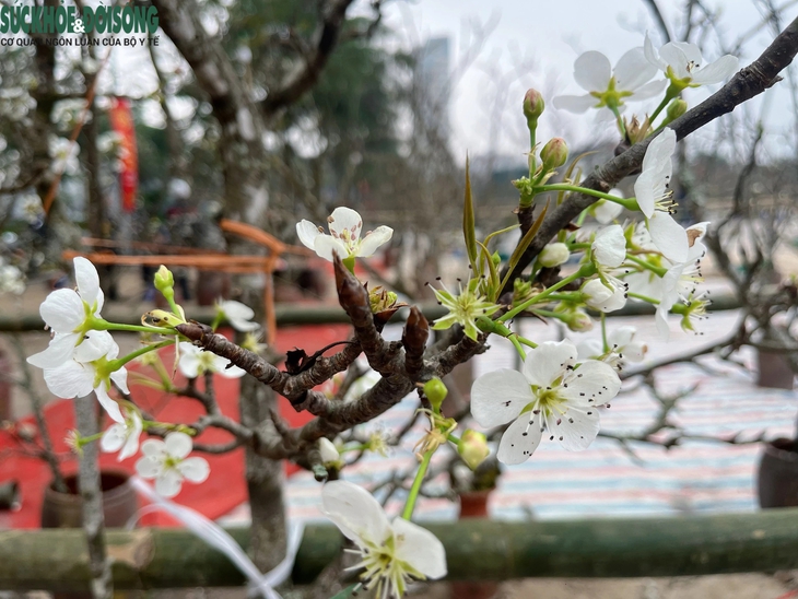 Hoa lê rừng 'xuống phố' phục vụ người Hà Nội sau Tết Nguyên đán- Ảnh 5. Hoa lê rừng 'xuống phố' phục vụ người Hà Nội sau Tết Nguyên đán- Ảnh 5.