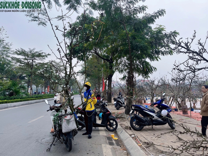 Hoa lê rừng 'xuống phố' phục vụ người Hà Nội sau Tết Nguyên đán- Ảnh 6. Hoa lê rừng 'xuống phố' phục vụ người Hà Nội sau Tết Nguyên đán- Ảnh 6.