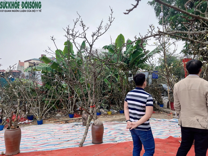 Hoa lê rừng 'xuống phố' phục vụ người Hà Nội sau Tết Nguyên đán- Ảnh 7. Hoa lê rừng 'xuống phố' phục vụ người Hà Nội sau Tết Nguyên đán- Ảnh 7.