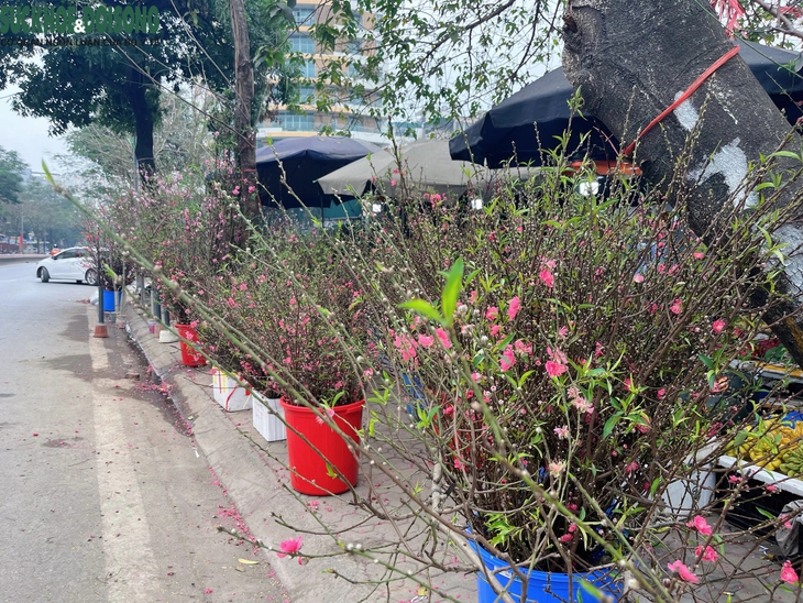 Hoa lê rừng 'xuống phố' phục vụ người Hà Nội sau Tết Nguyên đán- Ảnh 8. Hoa lê rừng 'xuống phố' phục vụ người Hà Nội sau Tết Nguyên đán- Ảnh 8.