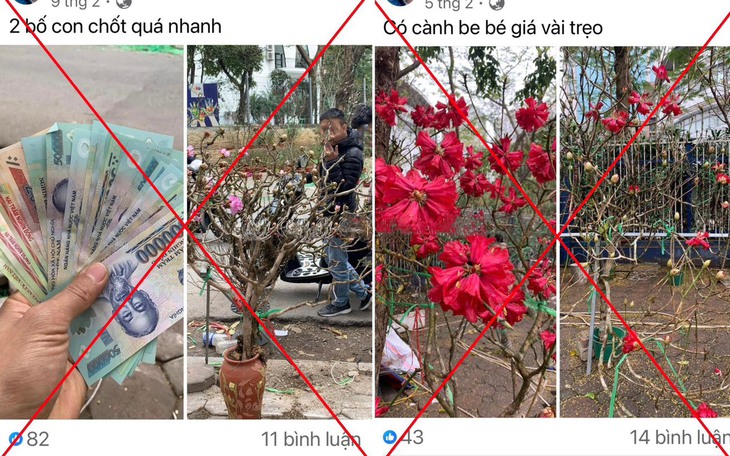 Chặt phá, mua bán cây hoa Đỗ Quyên hoang dã sẽ bị xử lý hình sự- Ảnh 1.